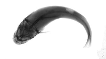 Media type: image; Ichthyology 54388